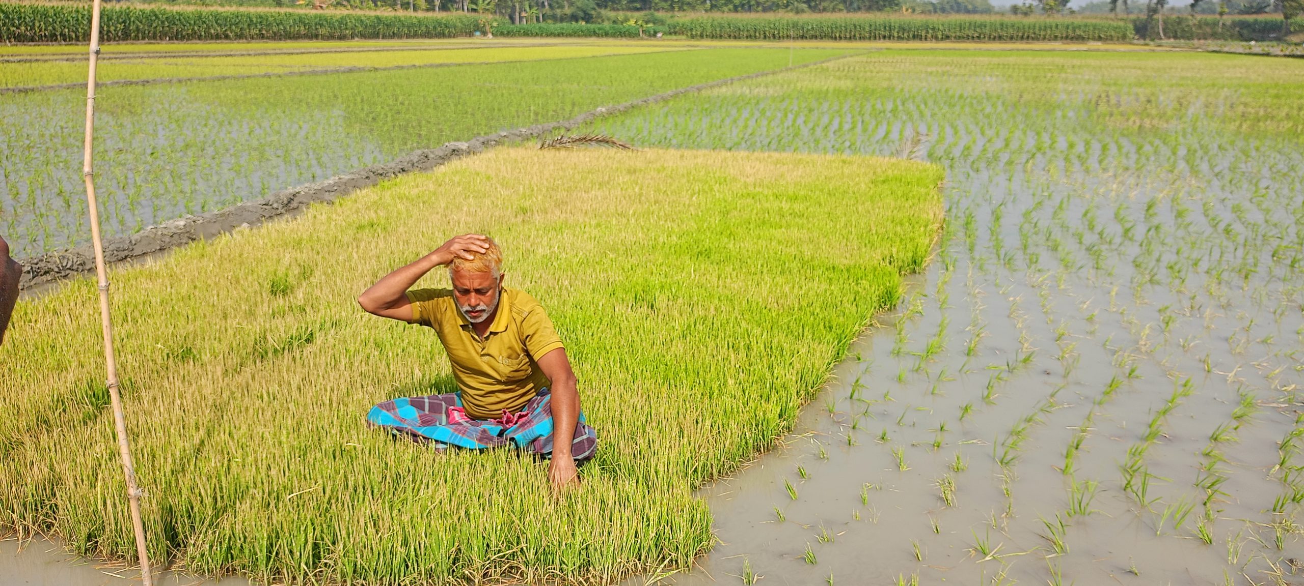 জীবননগরে বোরোর বীজতলায় বিষ দিয়ে নষ্টের অভিযোগ