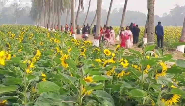 সূর্যমুখীর অপরূপ সৌন্দর্য্যে সেজেছে আমঝুপি বিএডিসি খামার