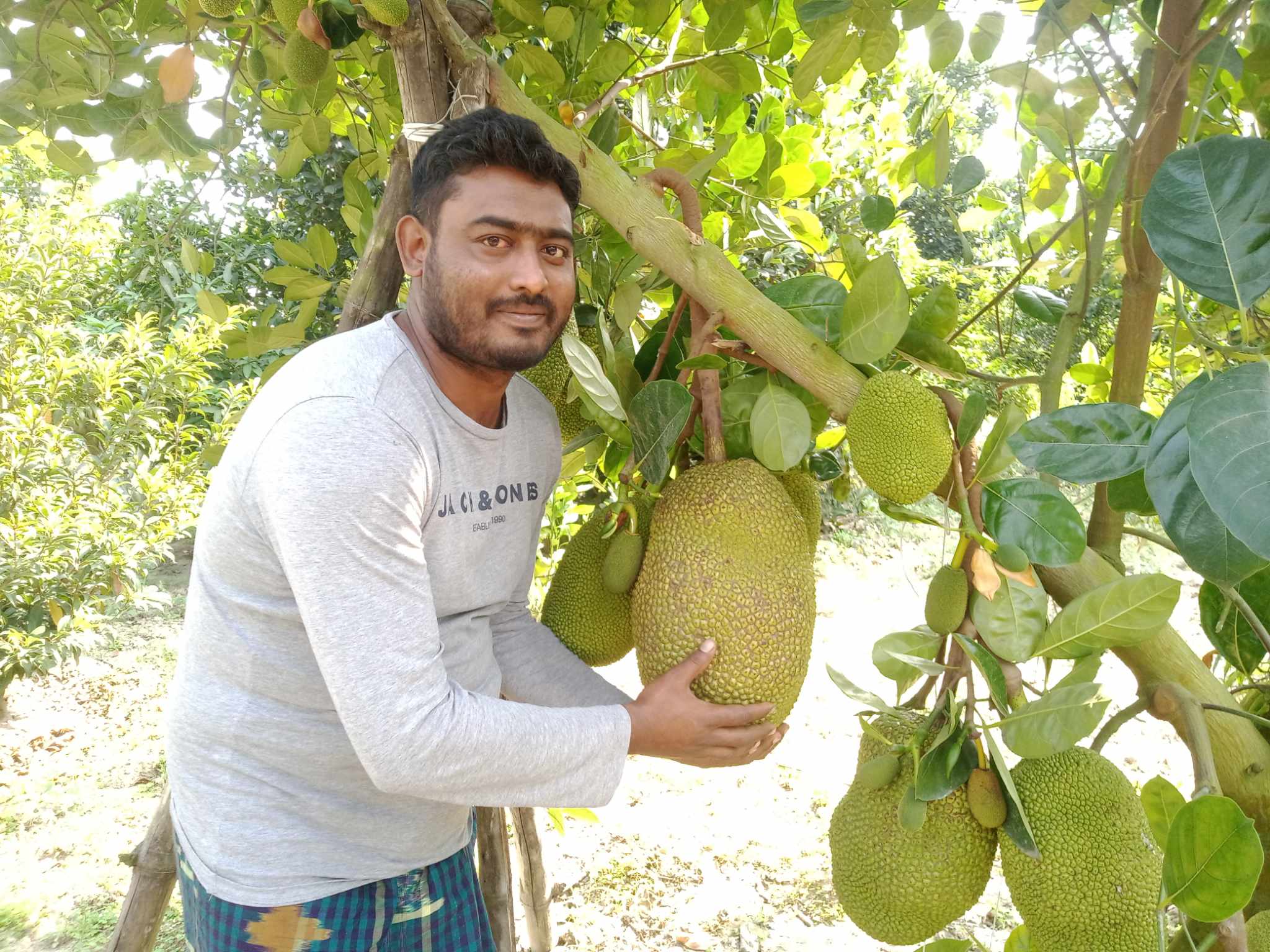 জীবননগরে সজলের বাগানে অসময়ে পাকা কাঁঠাল
