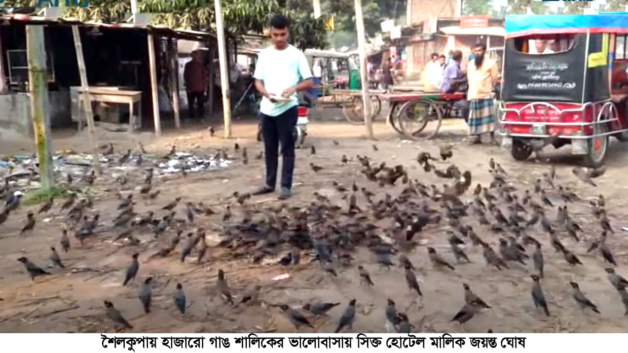 এ যেন পাখিদের হোটেল