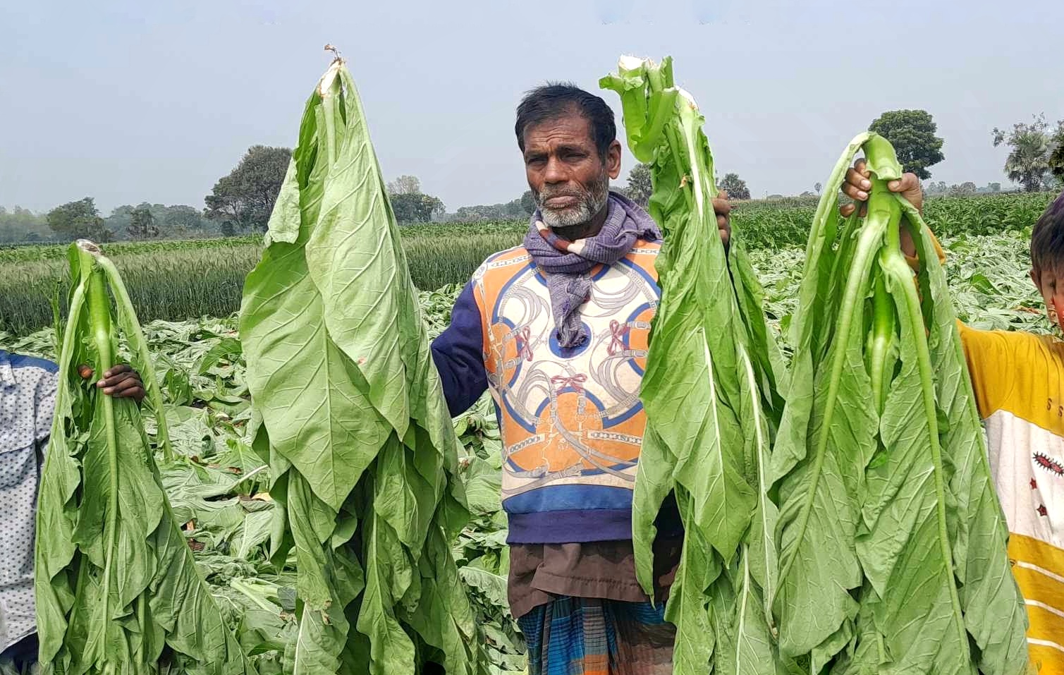 গাংনীতে কৃষকের ২ বিঘা জমির তামাক ক্ষেত কেটে তছরুপ