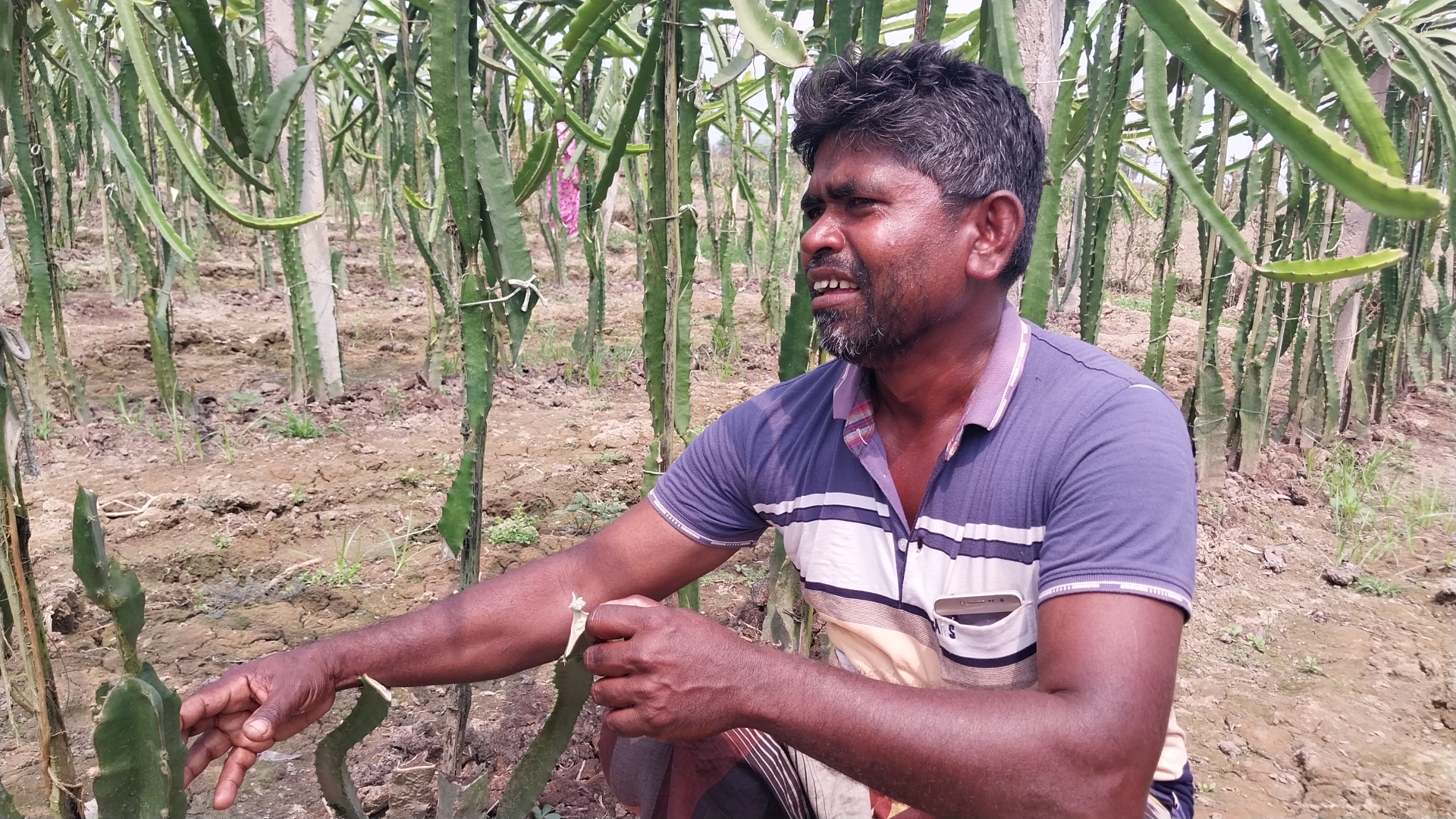 ঝিনাইদহে কৃষকের ২ হাজার ড্রাগন গাছ কেটে দিয়েছে দুর্বৃত্তরা