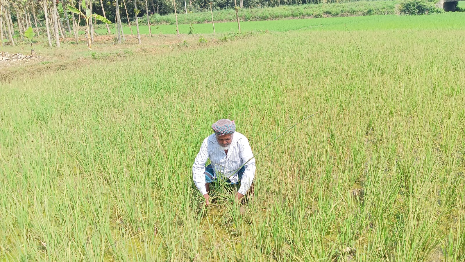 মুজিবনগরে আগাছানাশক দিয়ে ধান ও কুমড়া খেত তছরুপের অভিযোগ