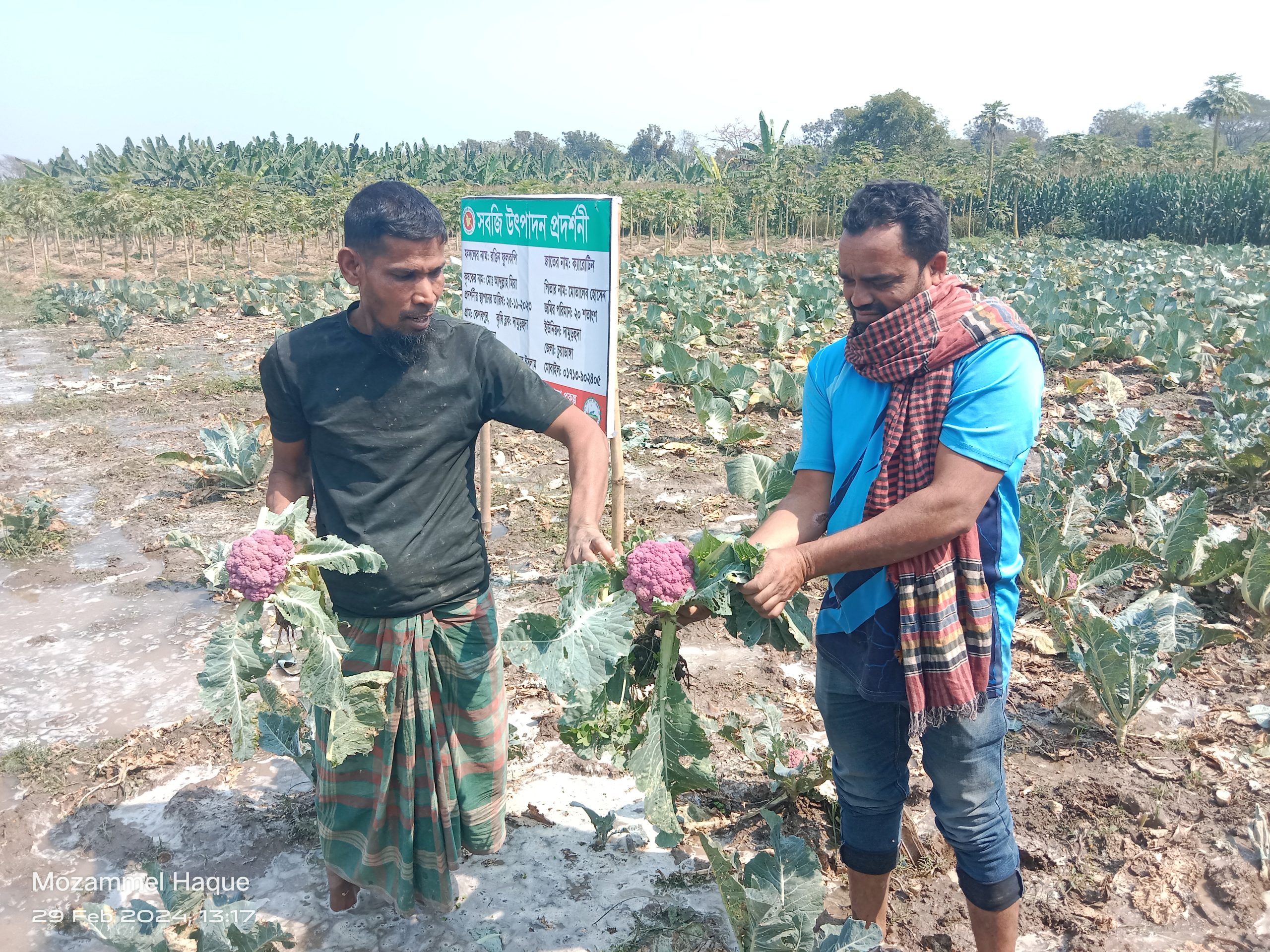 দামুড়হুদায় পরীক্ষামূলক রঙিন ফুলকপি চাষে আব্দুল্লাহর সফলতা