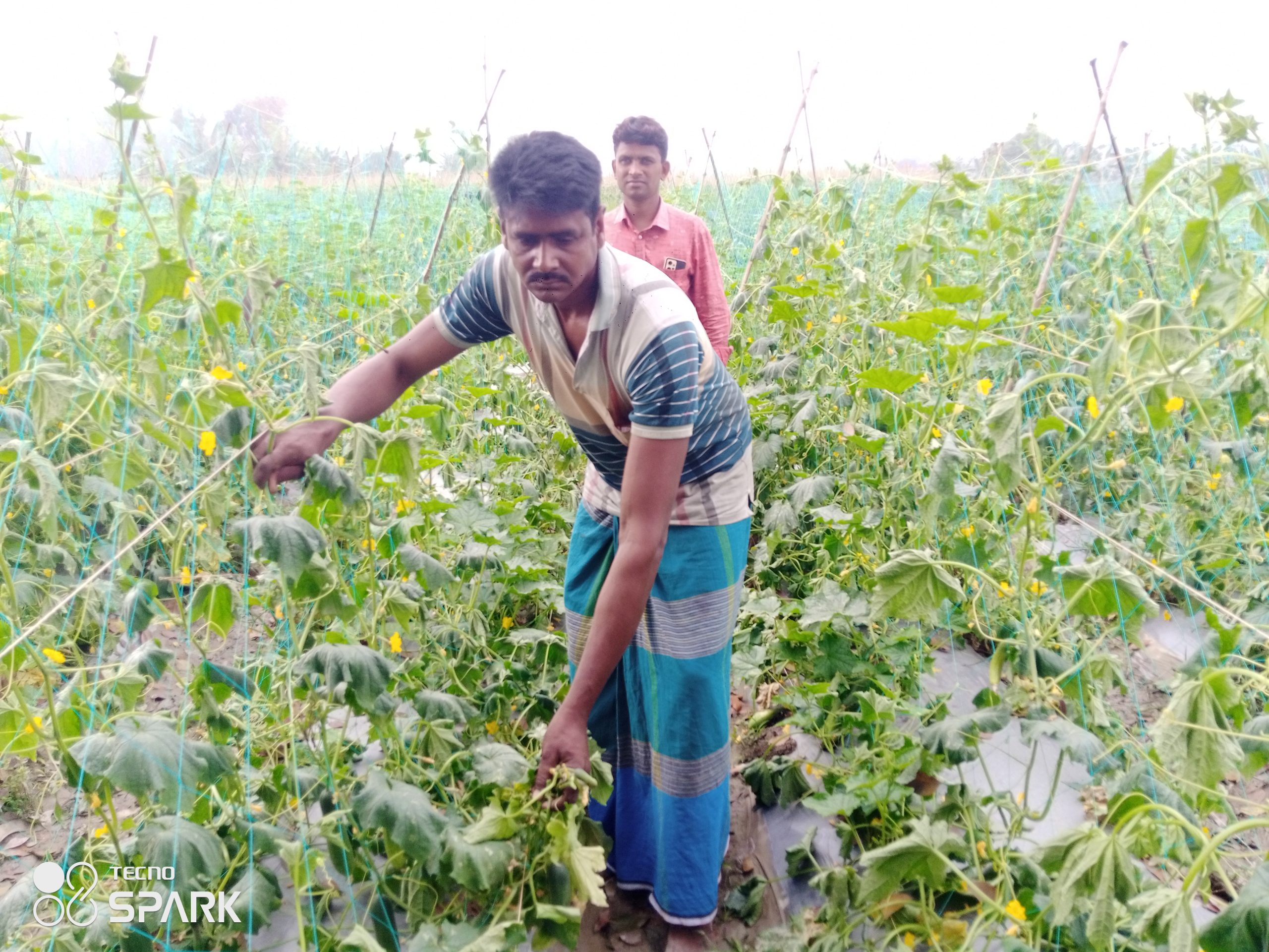 আলমডাঙ্গায় কৃষকের ফলন্ত শসা গাছ কেটে দিয়েছে দুর্বৃত্তরা