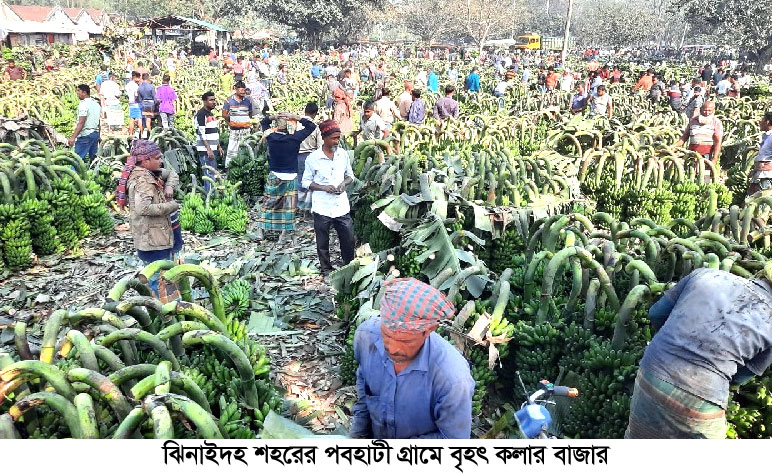 ঝিনাইদহে বাড়ছে কলার আবাদ, ৫ হাজার ১০ হেক্টর জমিতে চাষ