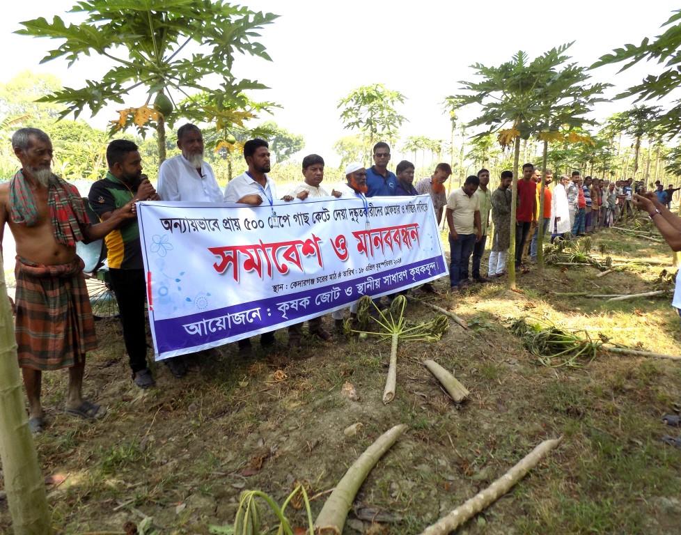 চুয়াডাঙ্গায় জমি নিয়ে দ্বন্দ্বে পেঁপে বাগান তছরুপের ঘটনা