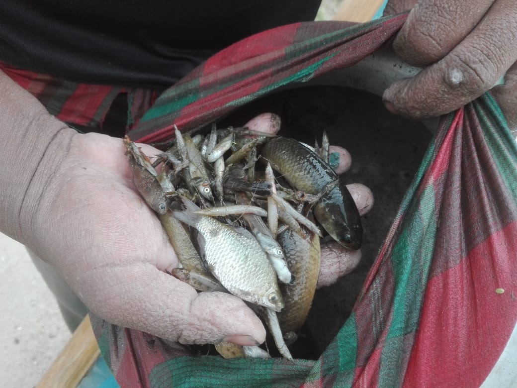 চুয়াডাঙ্গায় মাথাভাঙ্গা নদীতে অক্সিজেন সংকটে মরে যাচ্ছে মাছ