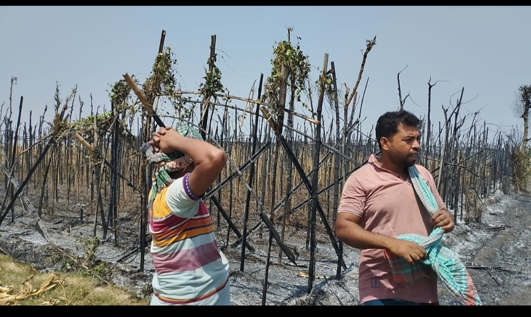 আলমডাঙ্গায় আগুনে পুড়ে কৃষকের পান বরজ ছারখার