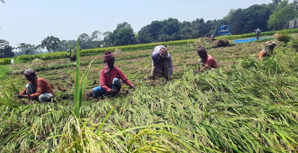 কুড়ুলগাছিতে ধান কাটা শুরু