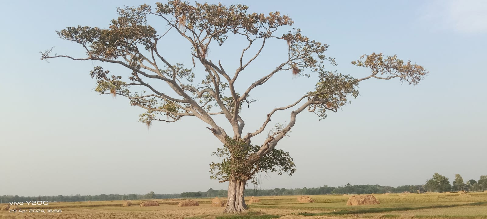 শতবর্ষের সাক্ষী লক্ষীচারা বটগাছটি মৃতপ্রায়