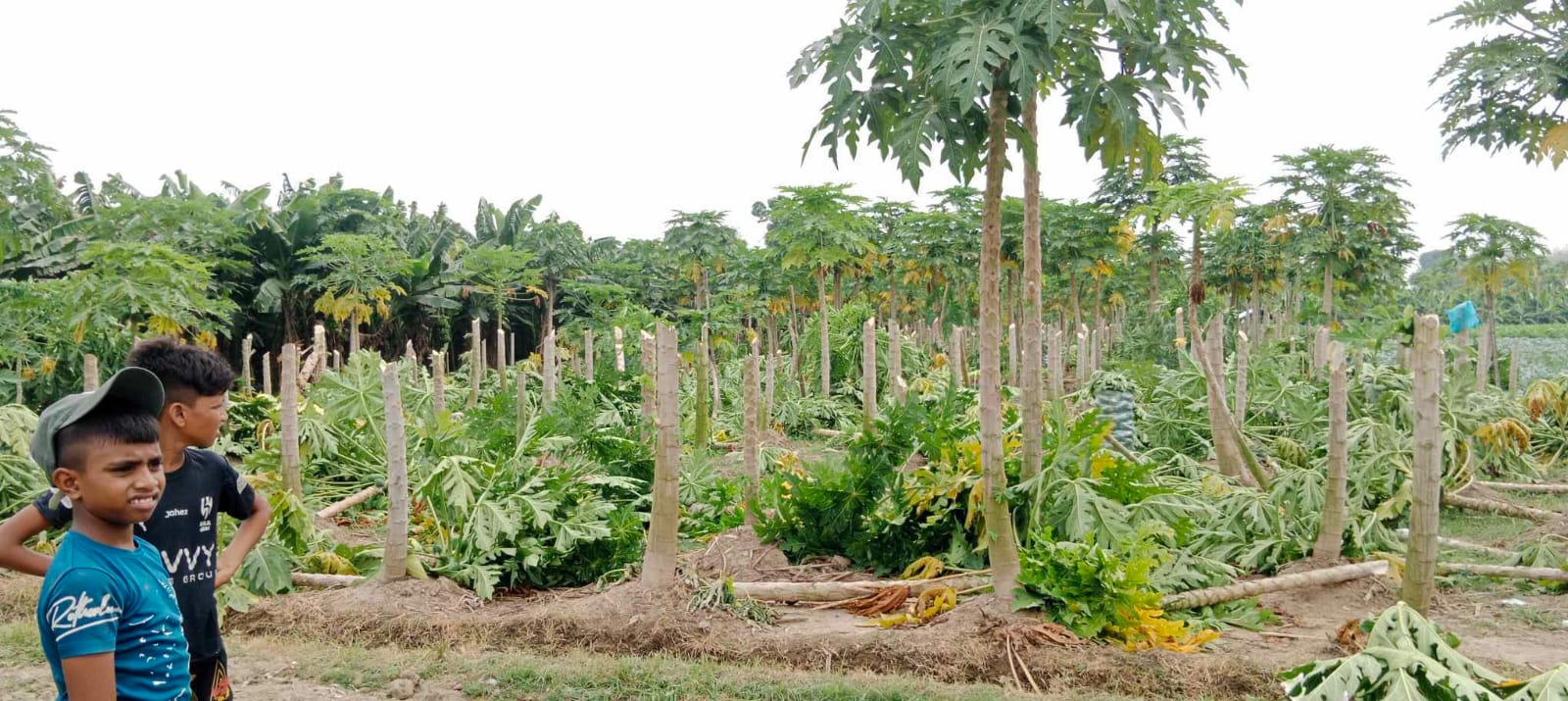 ৮ বিঘা জমির ফসল কেটে তছরুপ করল দুর্বৃত্তরা