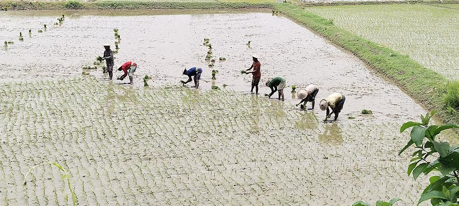 দামুড়হুদায় মাঠজুড়ে আউস ধান লাগানোর ধুম