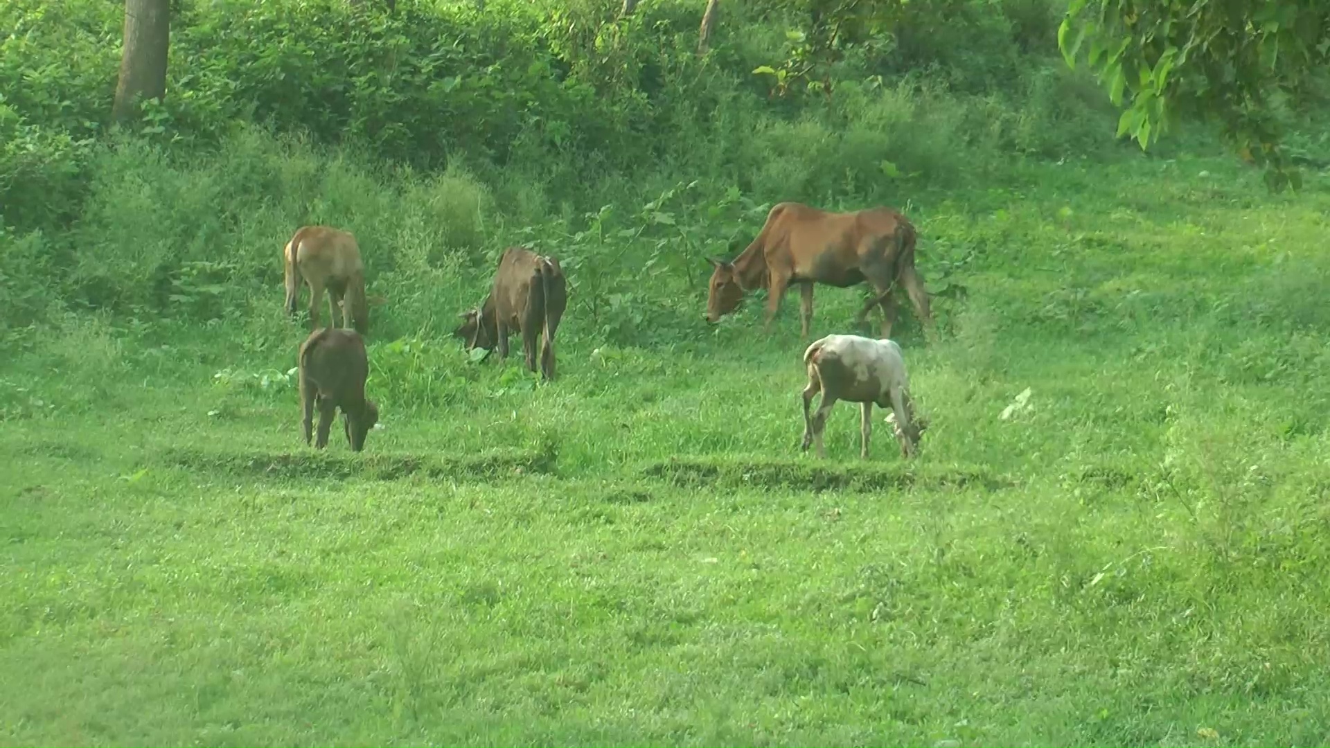 চলতি আউশ মৌসুমেও পানি নেই চুয়াডাঙ্গার জিকে ক্যানেলে