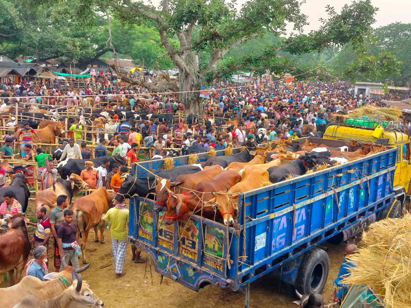 চুয়াডাঙ্গা জেলায় চাহিদা মিটিয়ে উদ্বৃত্ত থাকবে প্রায় ৫২ হাজার ৯৫১টি পশু