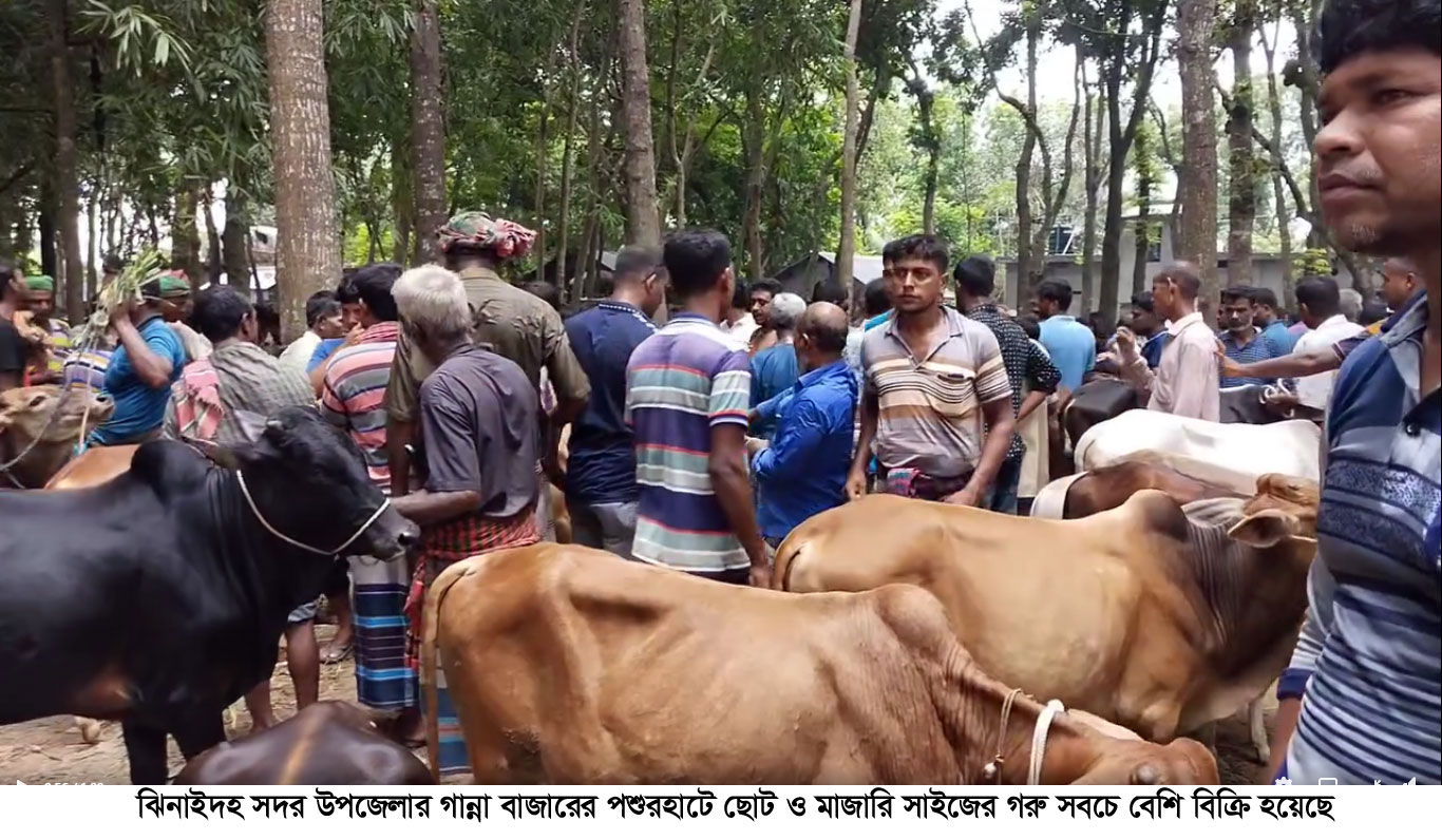 ঝিনাইদহে কোরবানির জন্য প্রস্তুত প্রায় দুই লক্ষাধিক গবাদিপশু