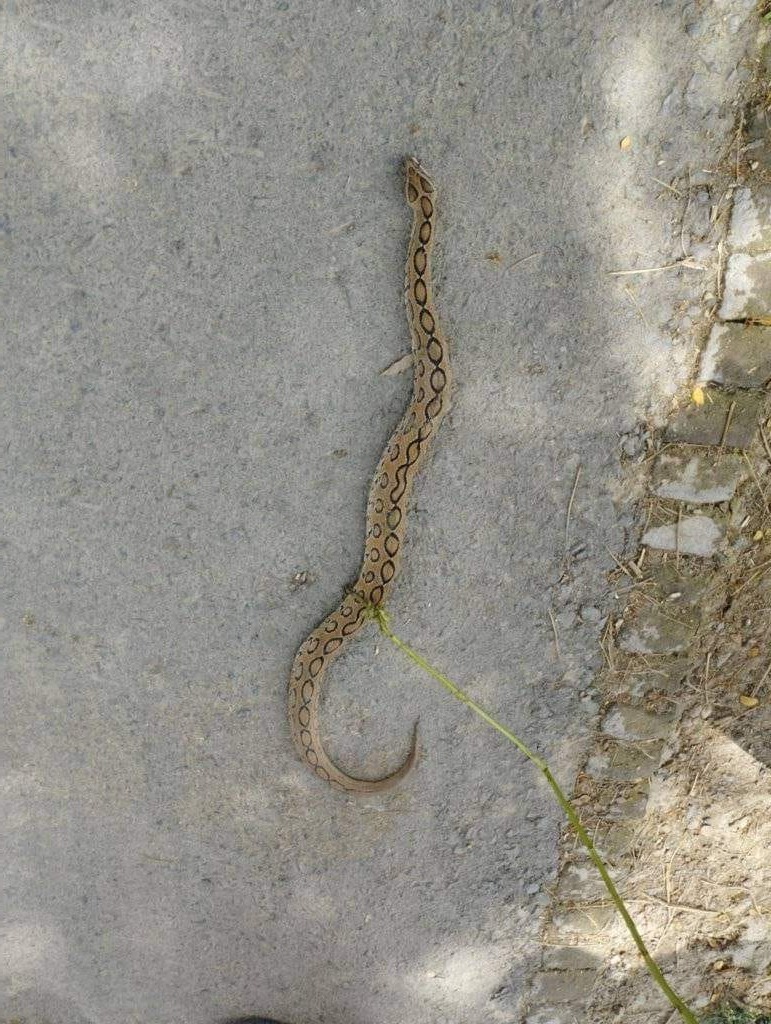 জীবননগরে উদ্ধার হলো রাসেলস ভাইপার সাপ