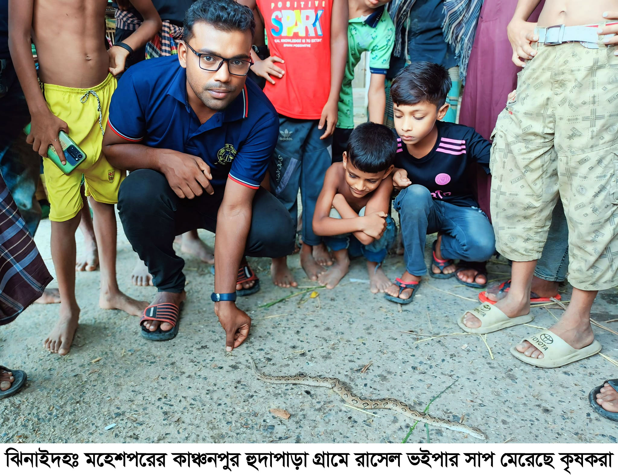 মহেশপুরে দুই দিনে তিন রাসেলস ভাইপার ধরা পড়ায় আতঙ্কে কৃষকরা