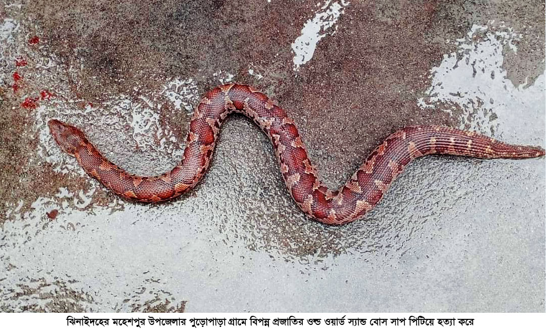 রাসেলস ভাইপারের গুজবে এবার মারা হলো বিপণ্ন প্রজাতির লাল বালিবোড়া সাপ
