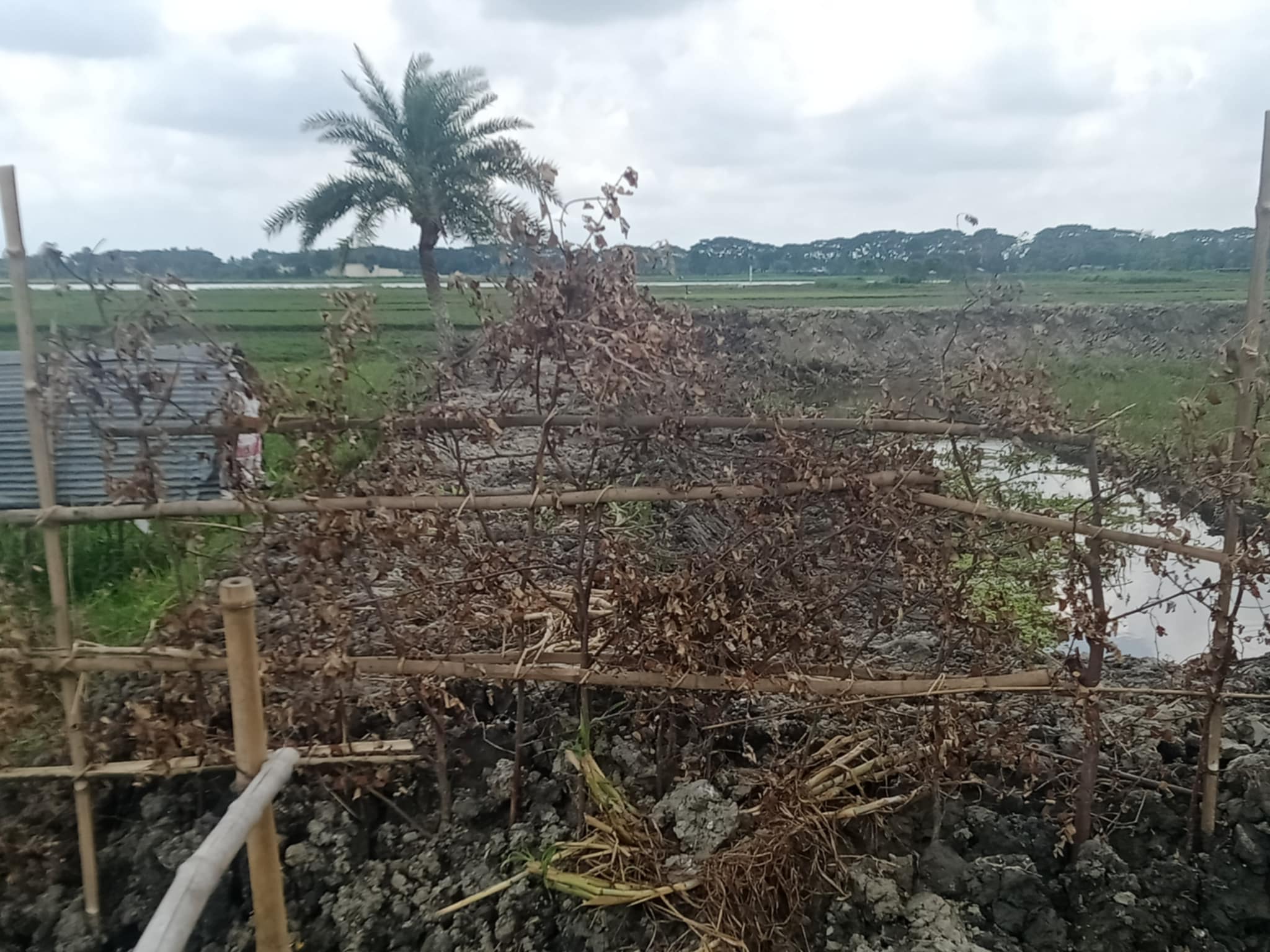 জীবননগরের তেঁতুলিয়ায় সরকারি জমি দখল করে বেড়া দিয়ে মাছ চাষ