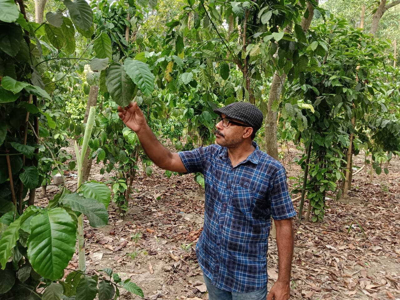 আলমডাঙ্গার হাটবোয়ালিয়াতে পরীক্ষামূলকভাবে হচ্ছে কফি চাষ, ধরছে ফুল ও ফল