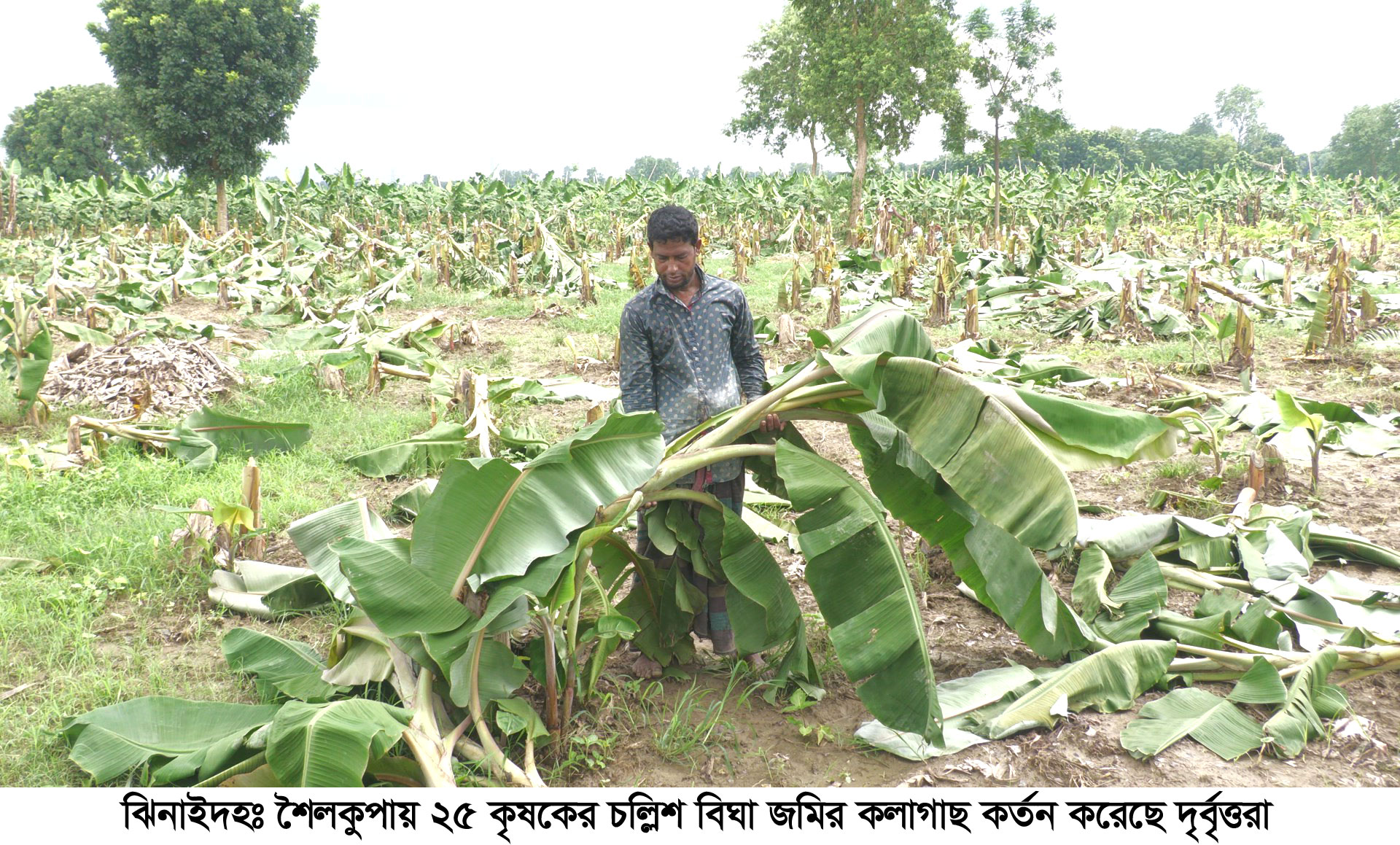 শৈলকুপায় ২৫ কৃষকের কলাগাছ কেটে দিয়েছে দুর্বৃত্তরা