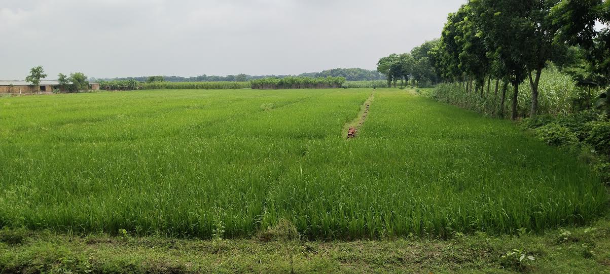 দামুড়হুদায় ইটভাটায় ধান ও সবজি চাষ