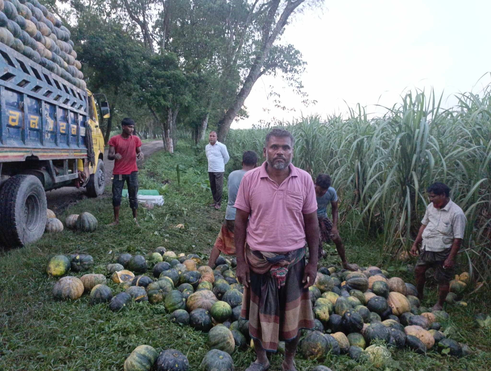 চুয়াডাঙ্গায় বৈরী আবহাওয়ায় কুমড়ার ফলন বিপর্যয়, হতাশ চাষিরা