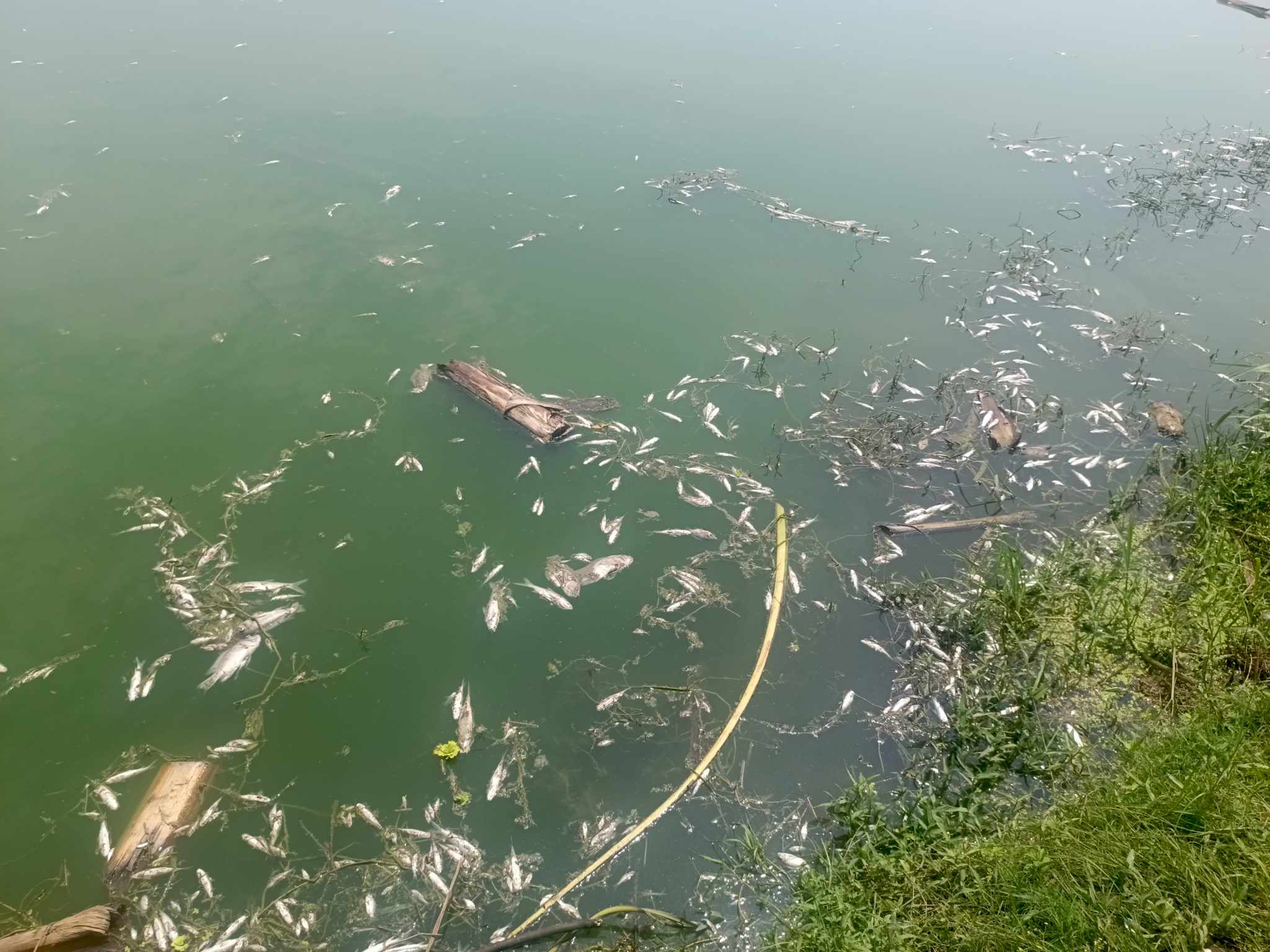 ছোটশলুয়ায় পুকুরের বিষয় প্রয়োগ করে মাছ নিধন