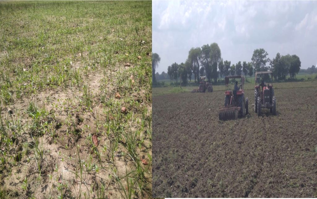 গাংনীতে শ্রমিকদের কাজে না লাগিয়ে আগাছে পরিষ্কারে বিষ প্রয়োগ