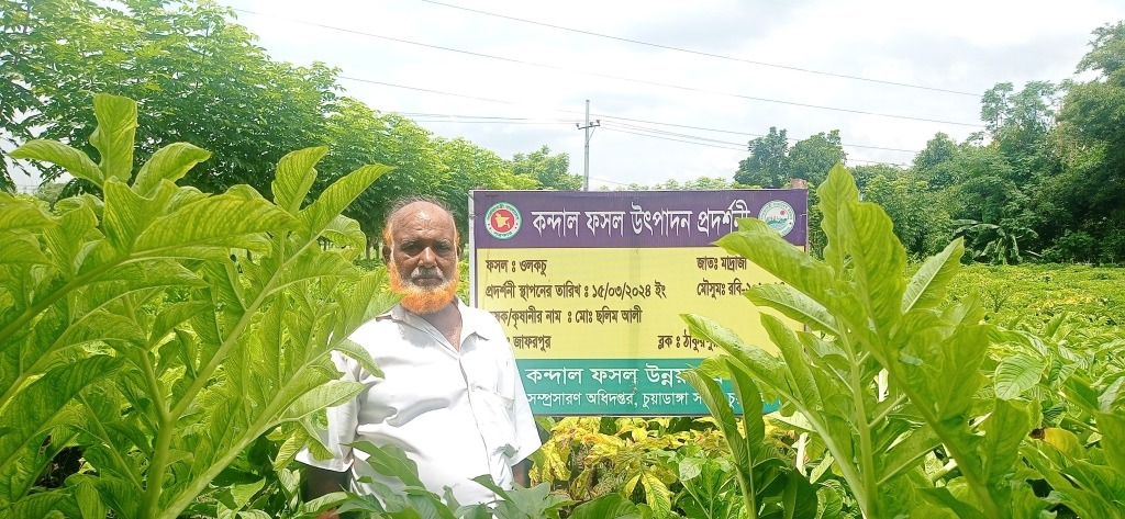চুয়াডাঙ্গায় বাণিজ্যিকভাবে চাষ হচ্ছে ওলকচু