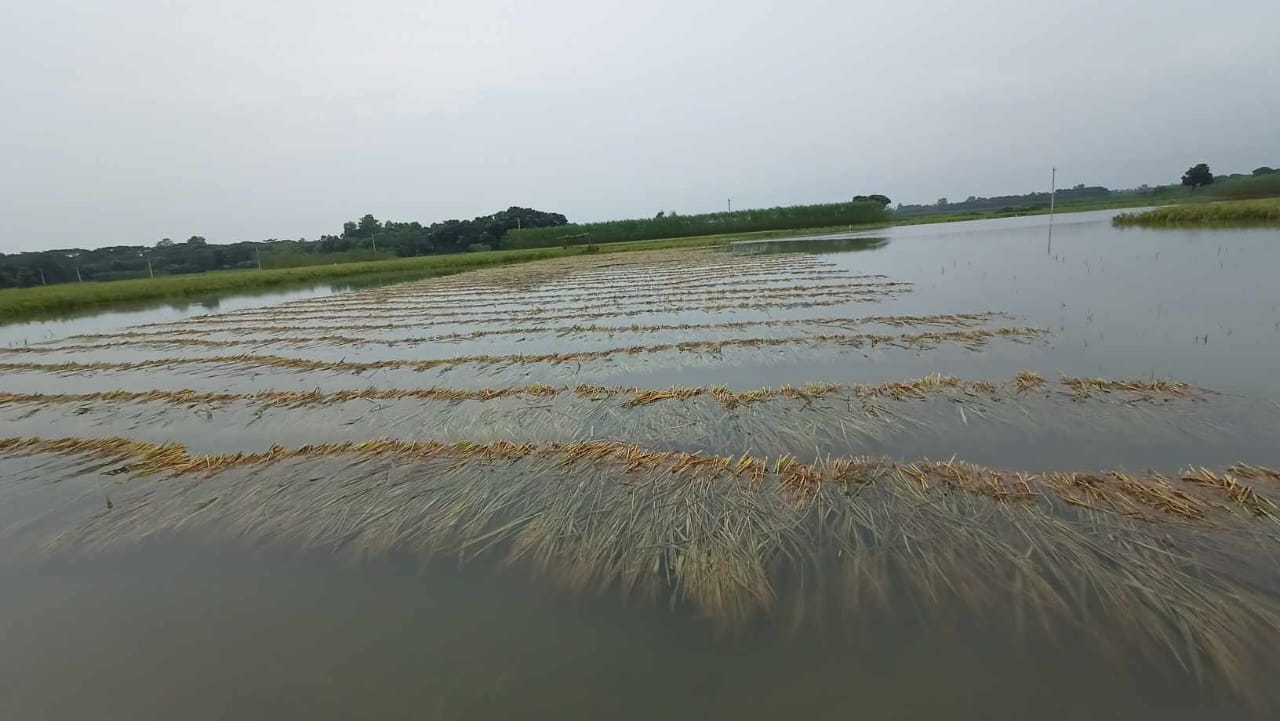 টানা বৃষ্টিতে দামুড়হুদায় ফসলের ক্ষতি