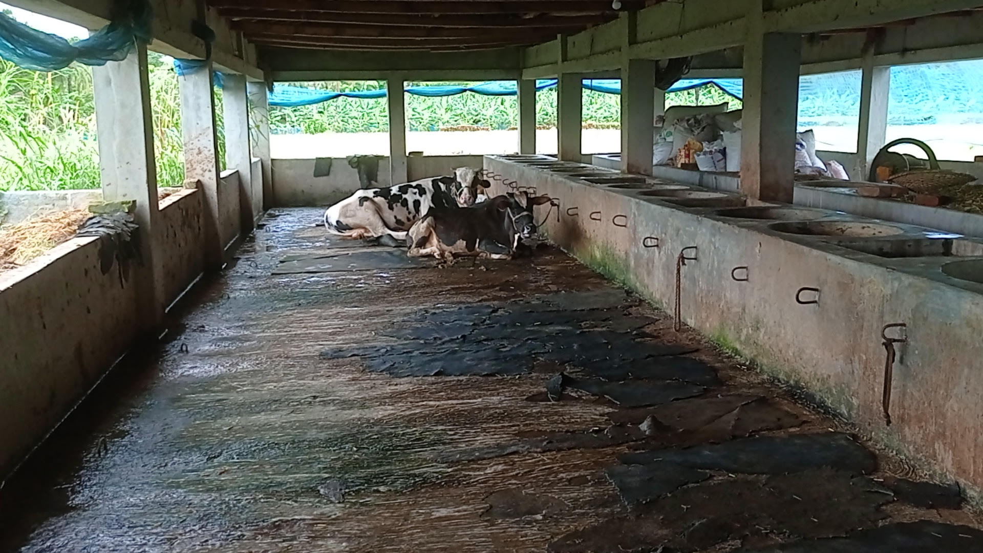 চুয়াডাঙ্গার মর্তুজাপুরে নৈশপ্রহরীকে বেঁধে রেখে খামারে ডাকাতি