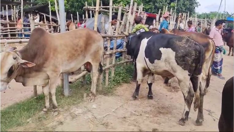 সাবেক এমপি ছেলুন ও তার ভাইয়ের কোটি কোটি টাকার রাজস্ব ফাঁকি