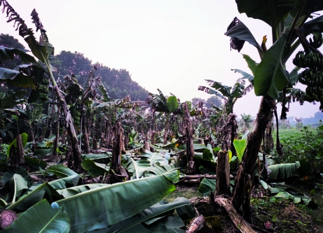 আলমডাঙ্গায় কৃষকের ৩৫০টি কলাগাছ কর্তন