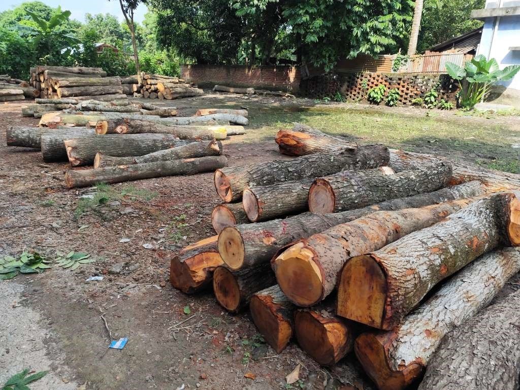 জীবননগর মাধবখালীতে কয়েক দফায় গাছ চুরি ও মারধরের ঘটনা