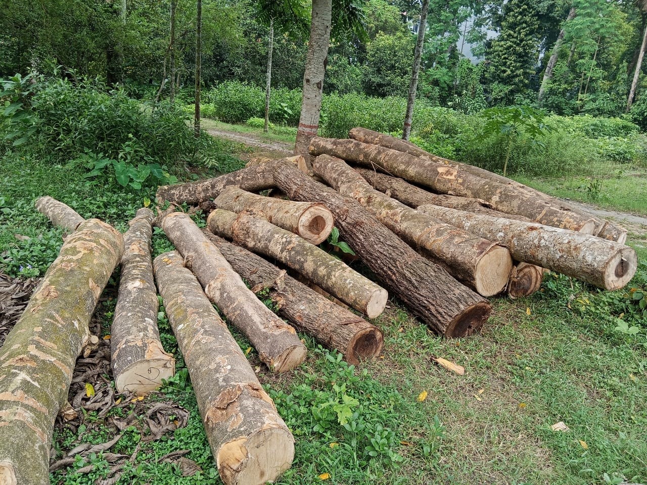 চুয়াডাঙ্গায় রেলের জায়গায় থাকা বন বিভাগের গাছ ইচ্ছামতো কাটছিলেন রেলের কর্মকর্তা-কর্মচারীরা