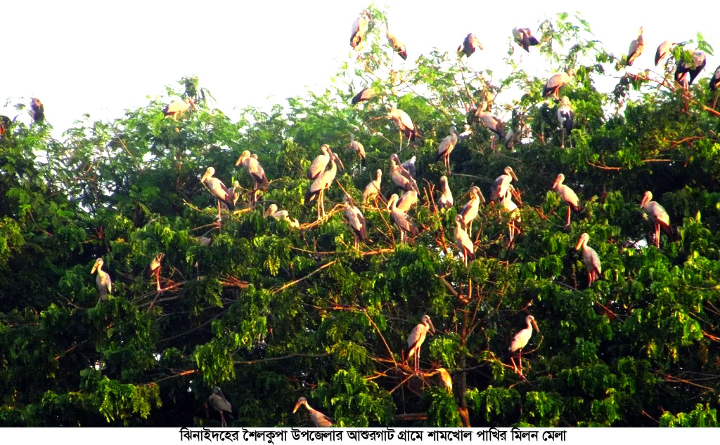 কেমন আছে ‘পাখিগ্রামের’ পাখিরা?