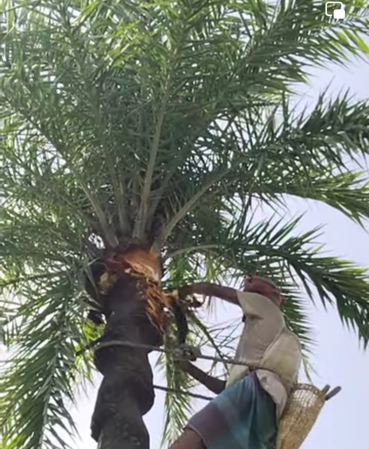 আবার নতুন রূপে খেজুর গাছ, গাছিদের ব্যস্ত সময় পার