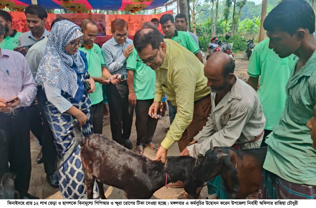 চুয়াডাঙ্গা ও ঝিনাইদহে ছাগল-ভেড়ার পিপিআর টিকা কার্যক্রমের উদ্বোধন