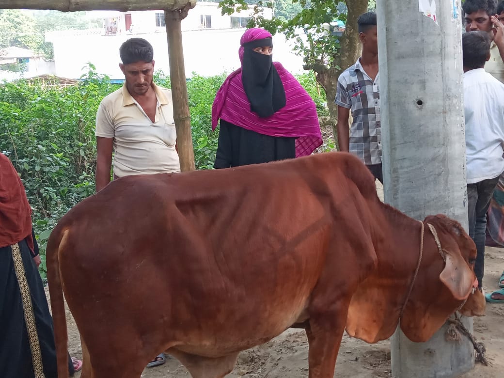 দামুড়হুদার চিৎলায় চোরাই গরু ফেলে পালালো চোর চক্র