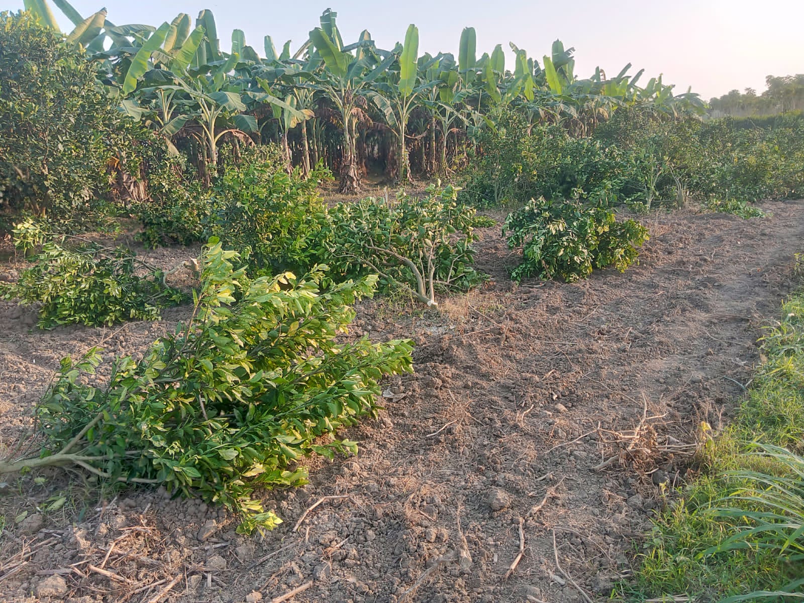 দামুড়হুদায় কৃষকের মাল্টা তছরুপের অভিযোগ