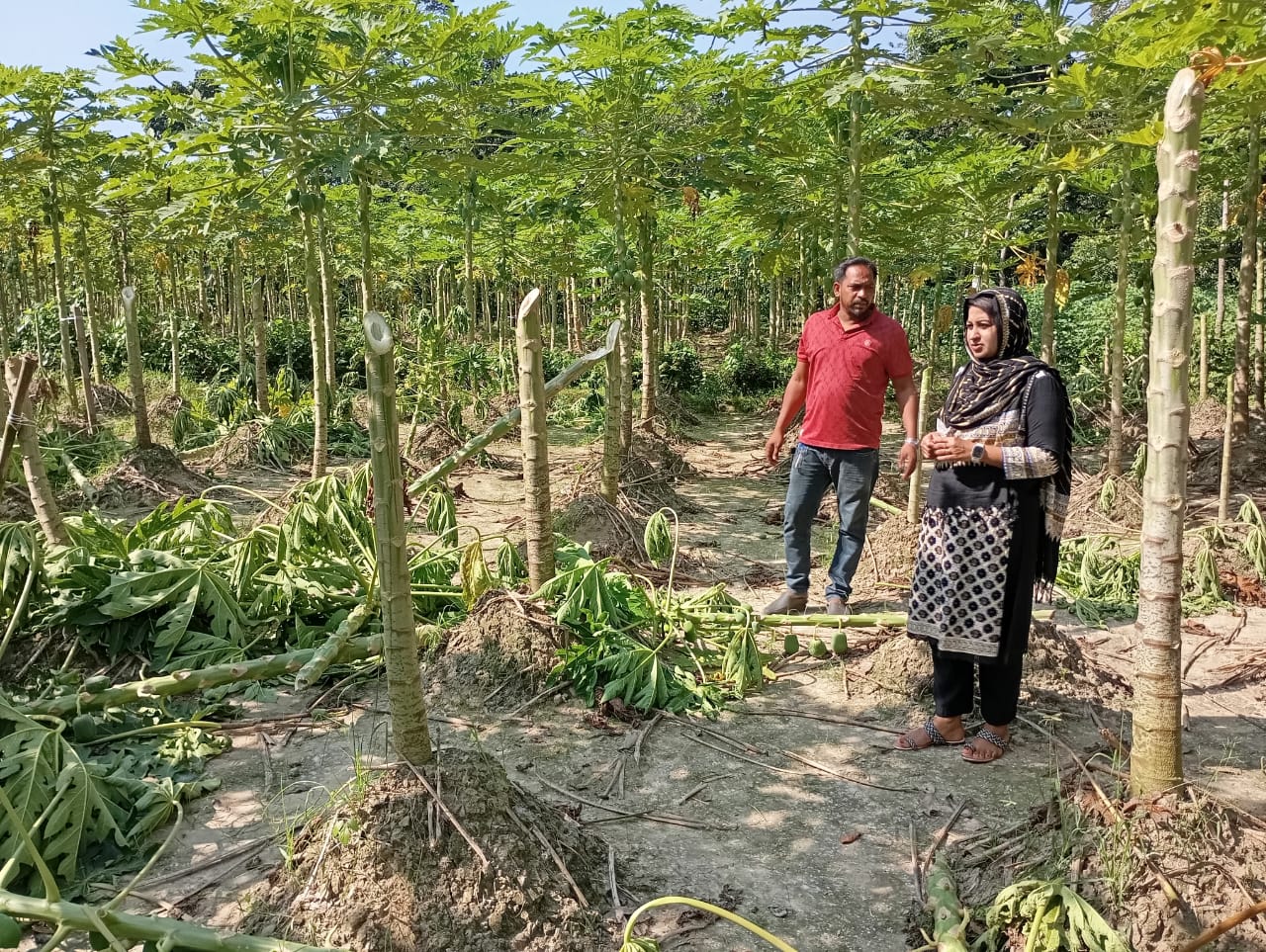 জয়রামপুরে কৃষকের দুই বিঘা জমির পেঁপে গাছ কেটে দিয়েছে দুবৃর্ত্তরা