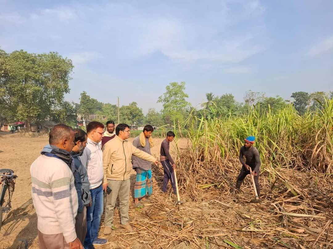 দর্শনা কেরু বাণিজ্যিক খামারে আখ কাটার উদ্বোধন