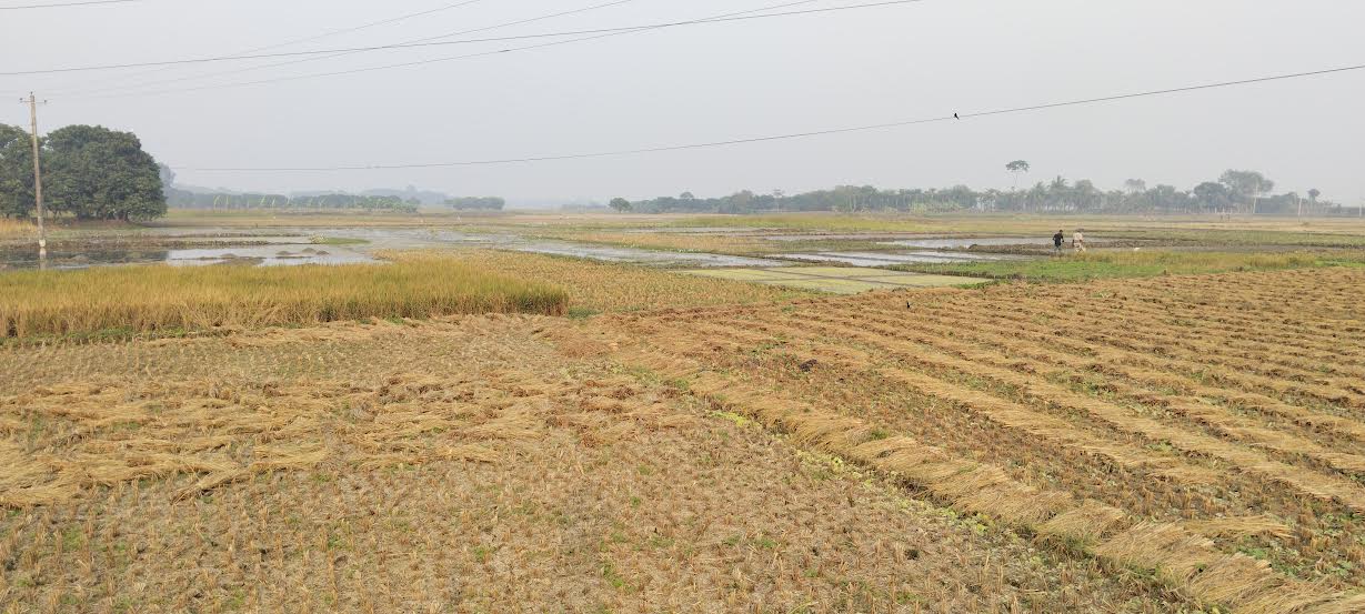 দামুড়হুদায় দখল আর ভরাটে খালগুলো বেহাল, মাঠের কৃষিজমিতে জলাবদ্ধতা