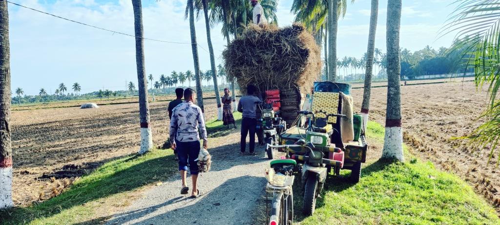 টেন্ডার ছাড়া সাধুহাটি বিএডিসি খামারের খড় বিক্রি