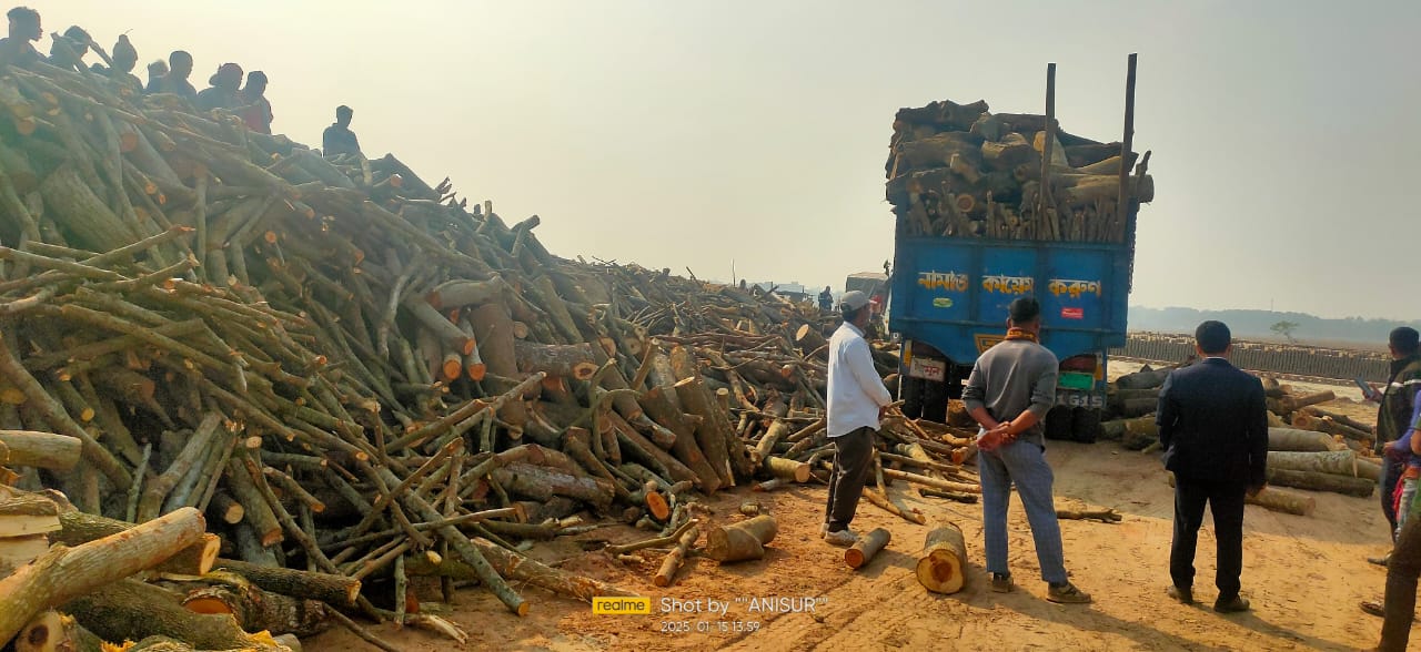 আলমডাঙ্গায় জিকে ক্যানেলের গাছ কেএমবি ইটভাটায়