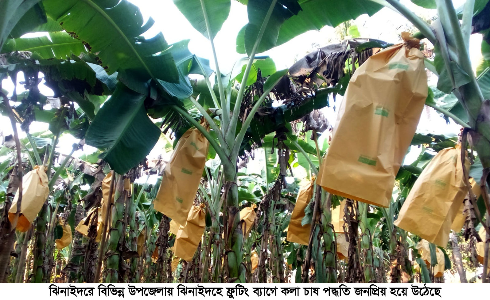 ঝিনাইদহে ফ্রুটিং ব্যাগে কলা চাষে লাভবান কৃষকেরা