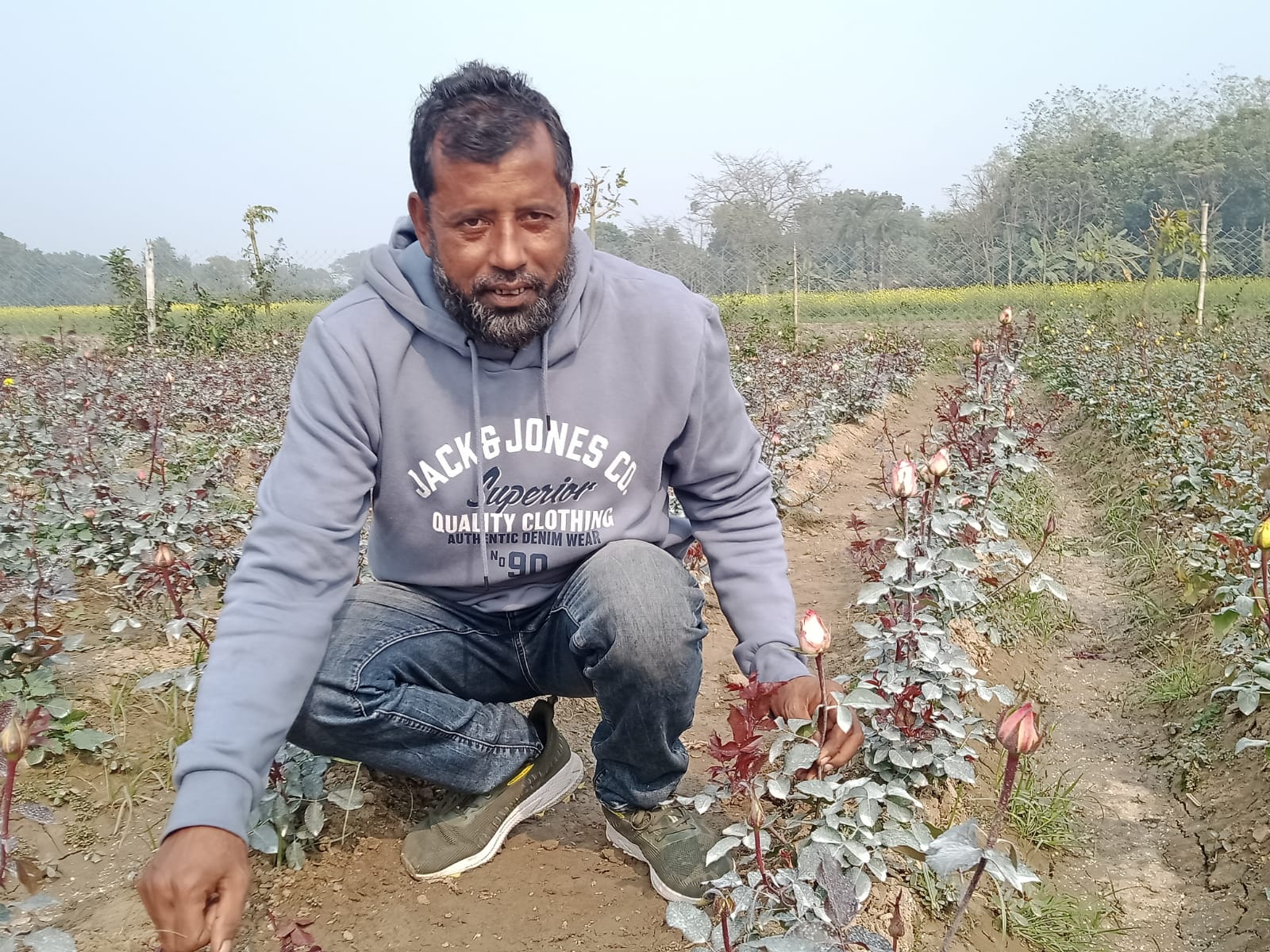 জীবননগরের বাঁকায় চায়না গোলাপ ফুল চাষ