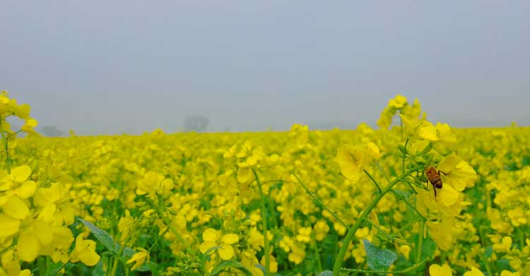 মৌ চাষে স্বপ্ন দেখছেন হাসান আলী
